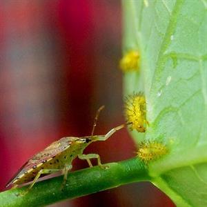 Example of integrated pest management: Spined soldier bug eating Mexican bean beetle larvae. Credit USDA ARS.