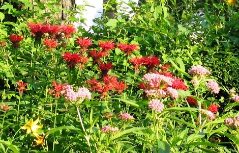 Native plant garden_Matt Cohen