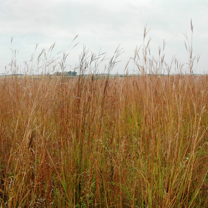 native prairie veg planted at Neal Smith NWR_credit USDA-ARS