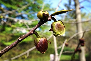 paw paw_Boston_credit Plant Image Library