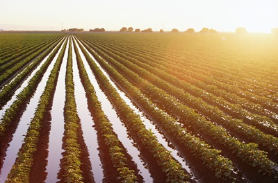 Rows of Crop_credit Photodisc