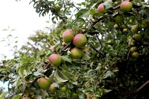 roxbury russet heritage apple tree_credit danna curious tangles
