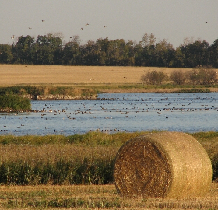 Ducks on a farm wetland