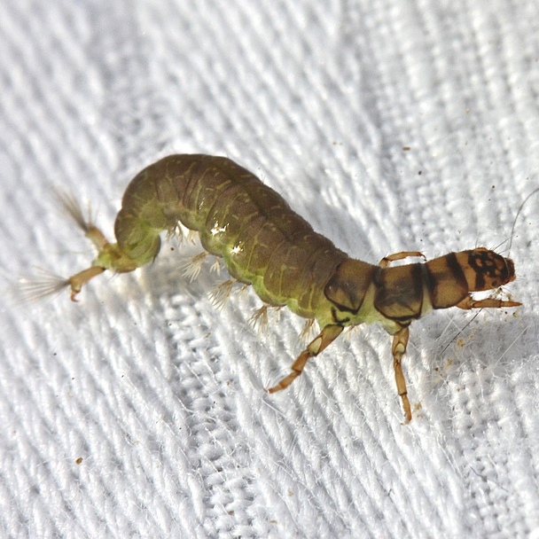 Common Netspinning Caddisfly 1_Bob Hendricks_sq