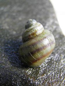 Gilled snail_credit John Parke