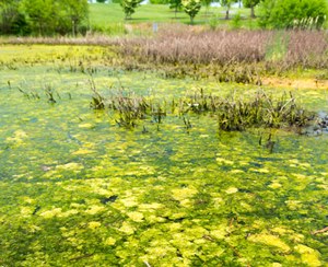 Algal Bloom_EPA