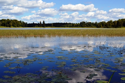 Blue Wetland_Tamarac NWR_MN_credit Tina Shaw_USFWS