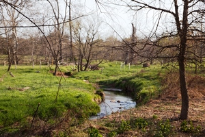 buffered creek Baltimore MD_credit Chesapeake Bay Prog