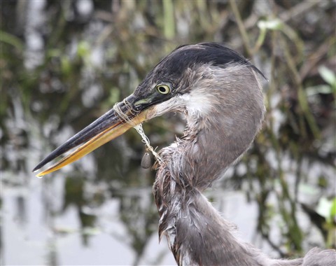 Blue heron with fishing line around its neck and bill. Credit William James.