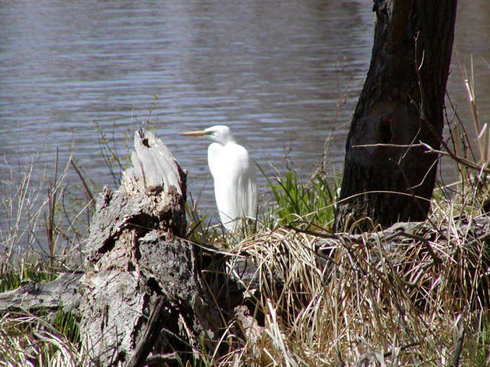 Great Egret on the Upper Mississippi River