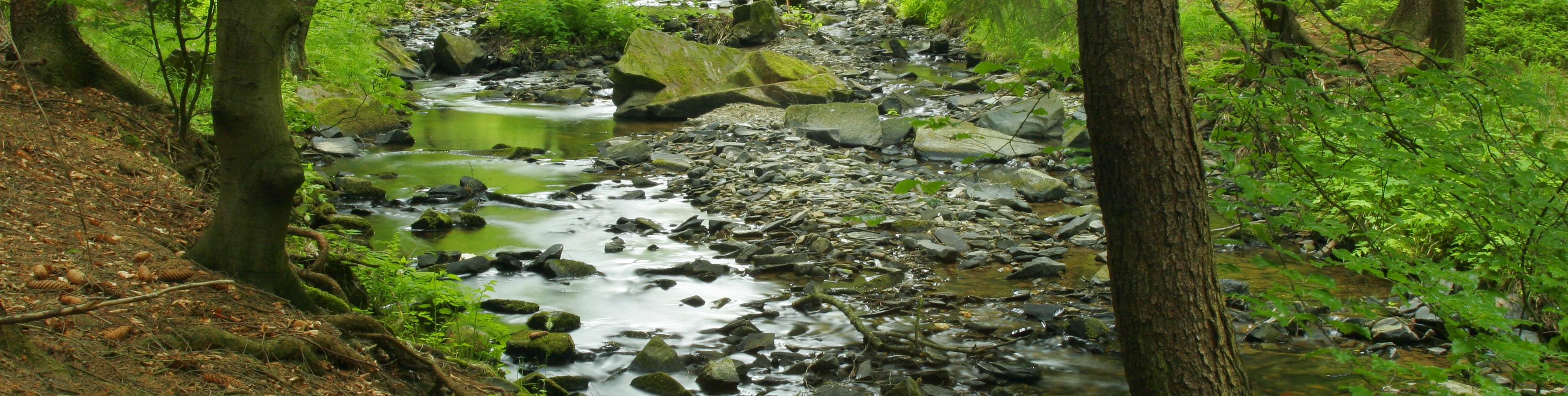 Small forest stream