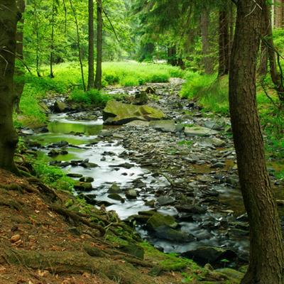 Small forest stream - credit iStock