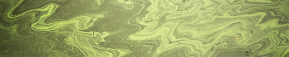 Microscopic Organisms, Monumental Problems: Bacteria Pollution in Our Waters