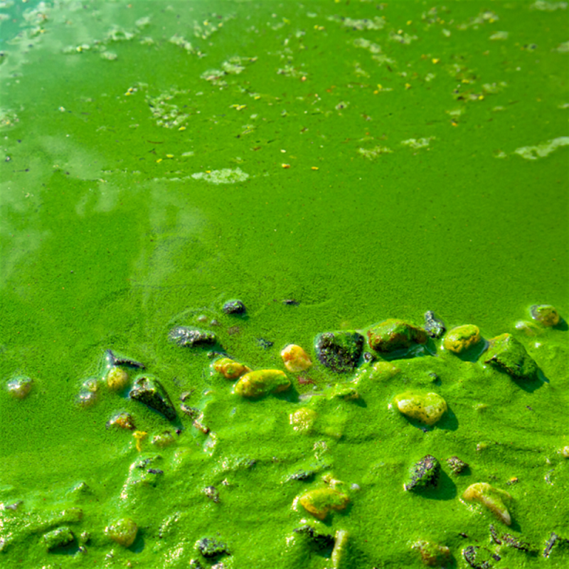 Algal bloom - credit Getty Images