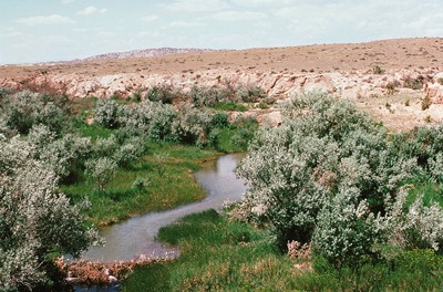 Riparian Habitat Wyoming_USFWS