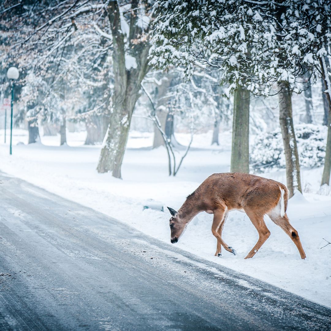 Deer by snowy road