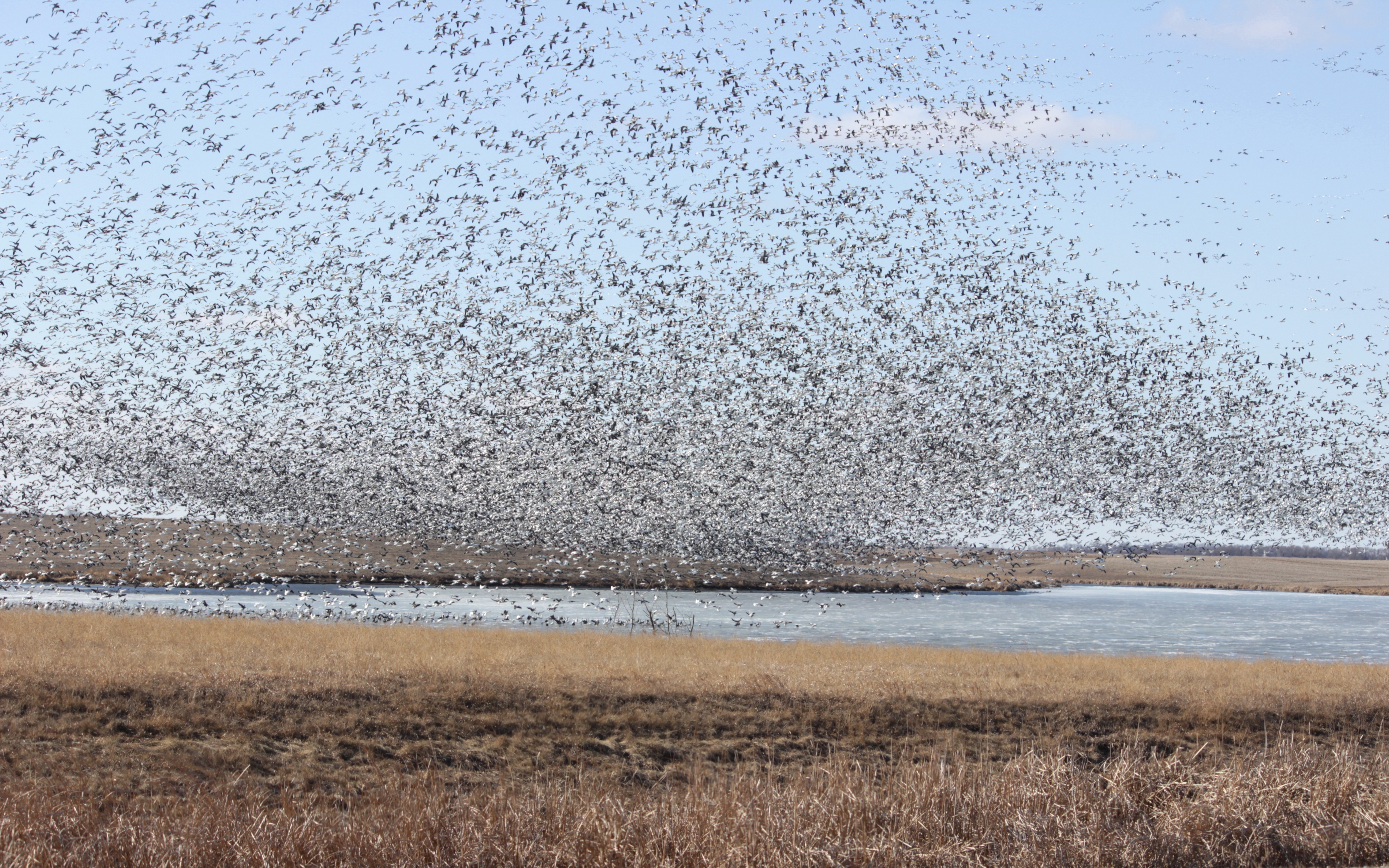 Snow Geese Flying_credit Krista Lundgren-USFWS