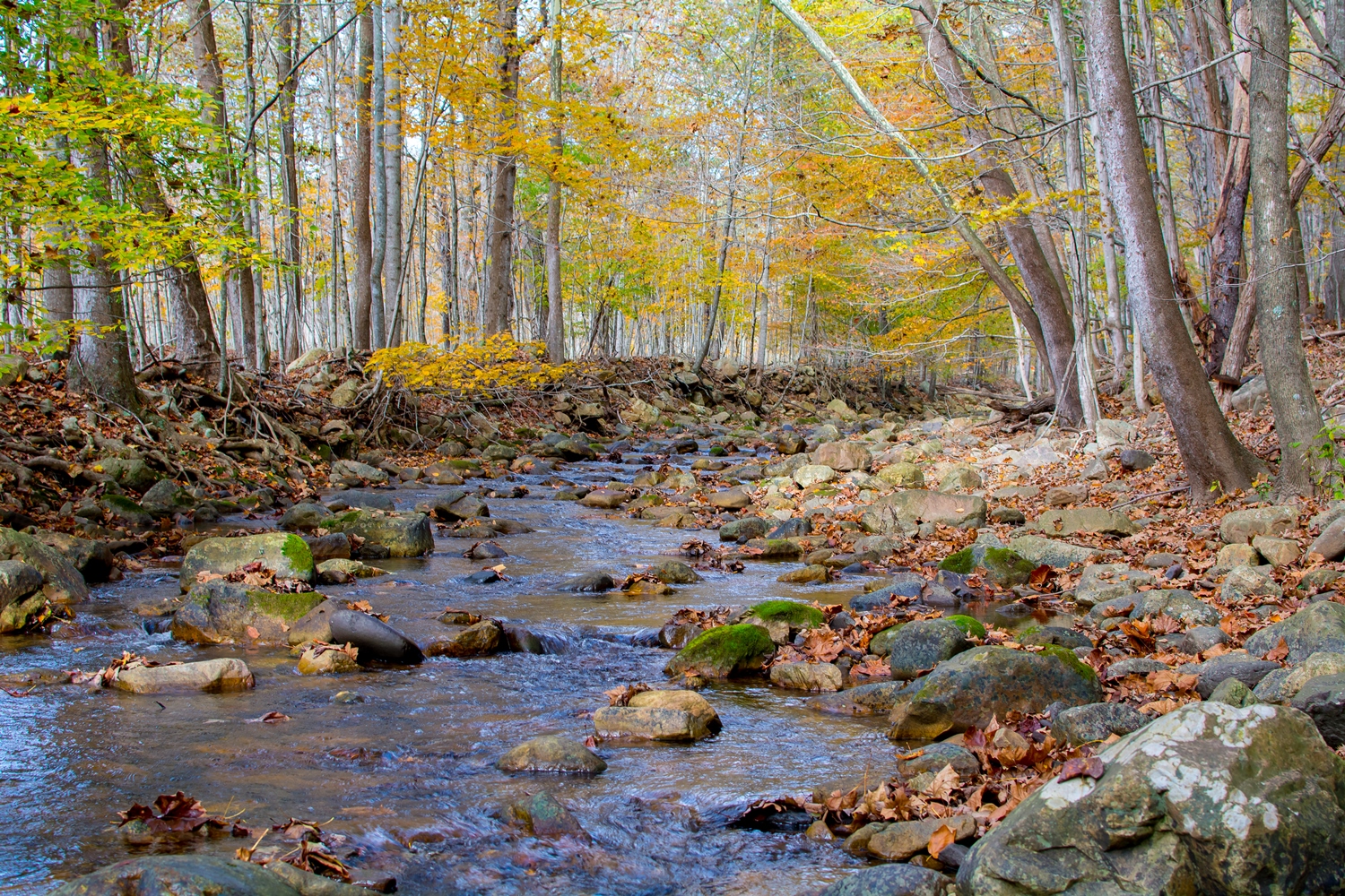 Stream in Mount Sidney