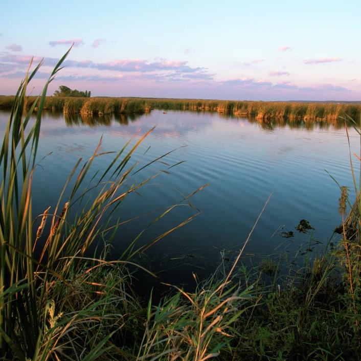 Wetland in Wisconsin