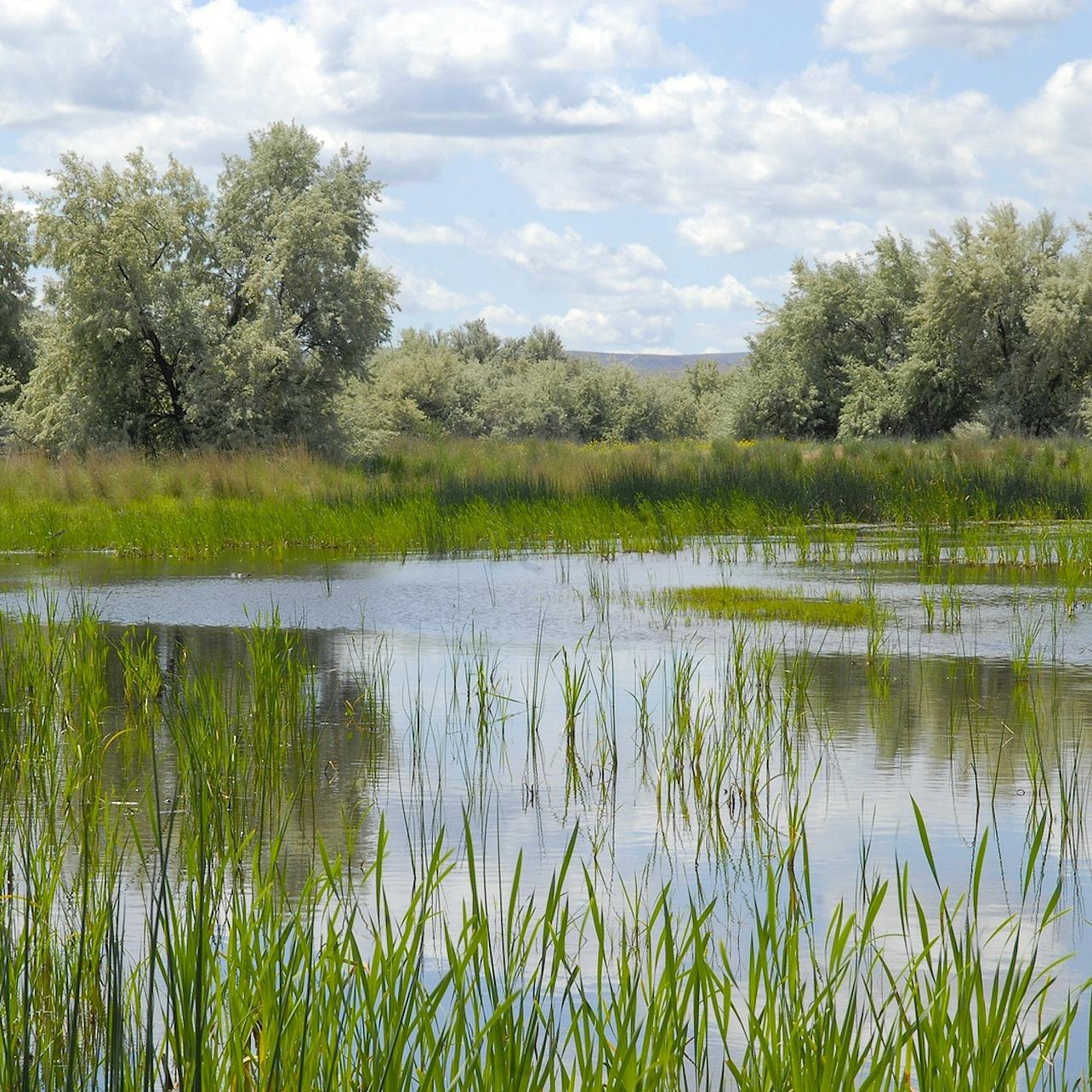 Wetland in Washington State - credit David Mark, Pixabay