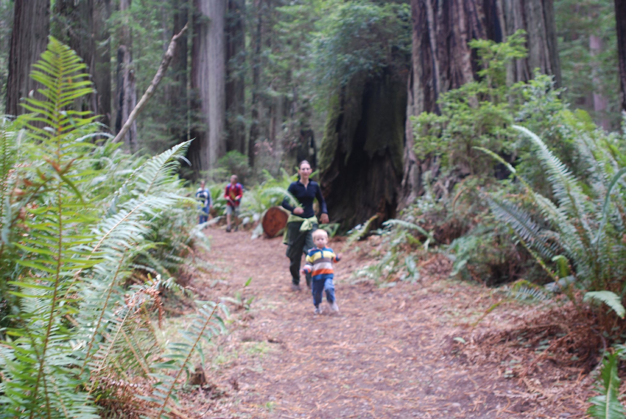 Redwood National Park_credit Redwood Coast