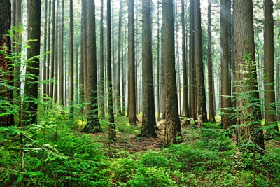 Trees_iStock