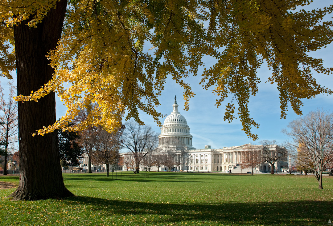Capitol Dome framed by leaves
