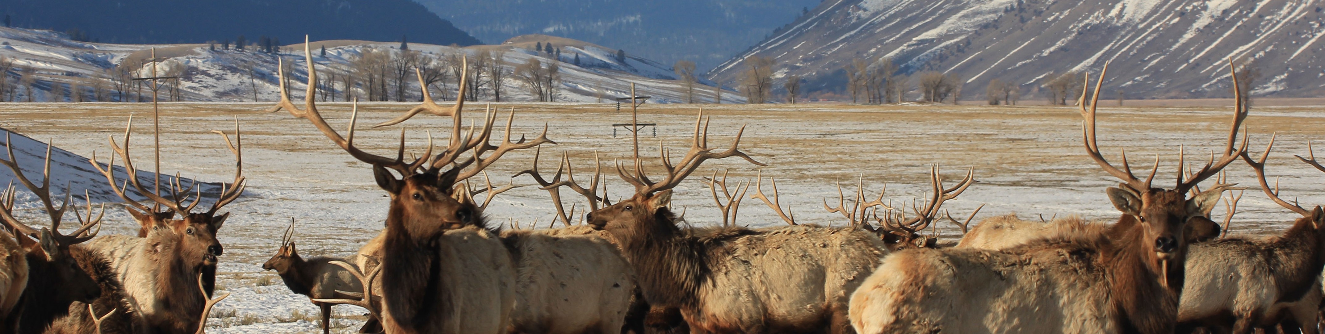 Elk in Jackson Hole - credit USFWS