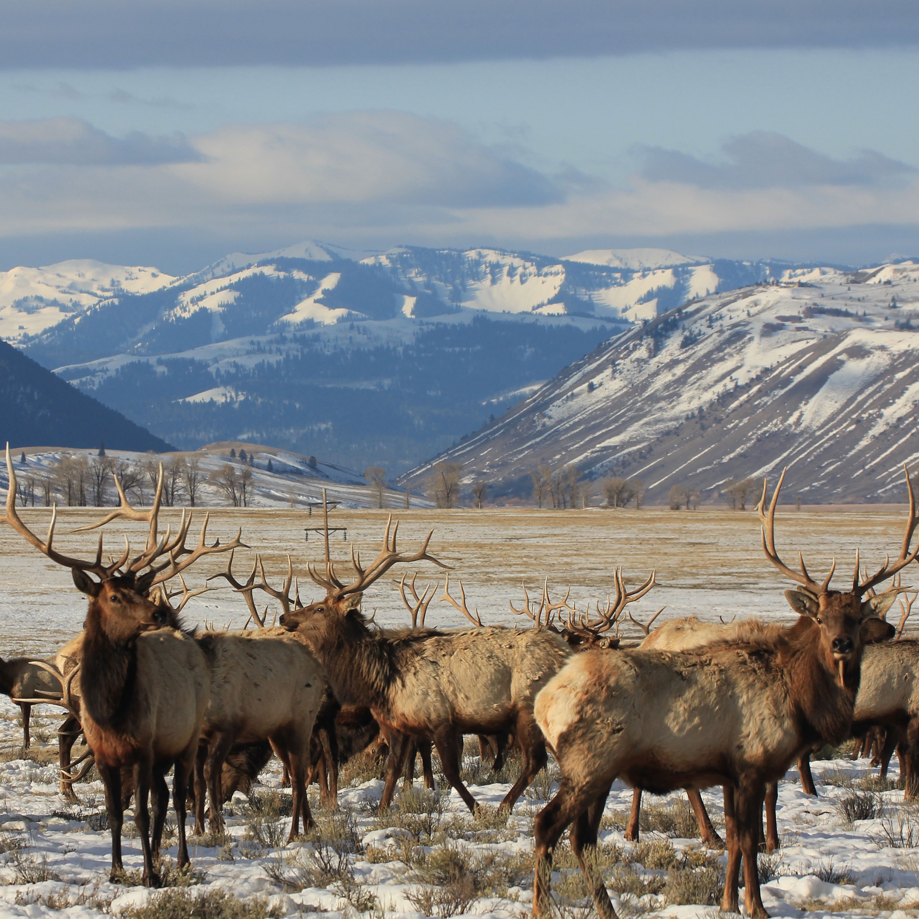 Elk in Jackson Hole - credit USFWS