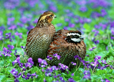 Bobwhite Quail_credit USFWS