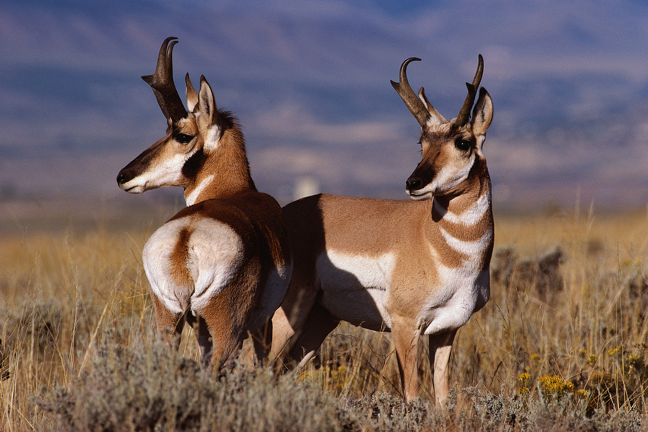 Pronghorn antelope