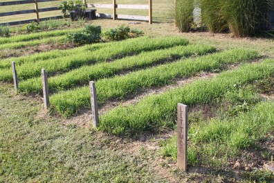 Cover crops in a garden