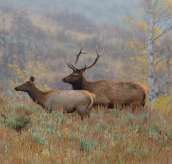 Crop 3 elk_yellowstone_credit Gregory Smith