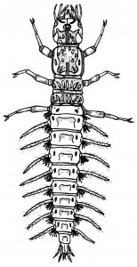 Dobsonfly larva Dobsonfly larva