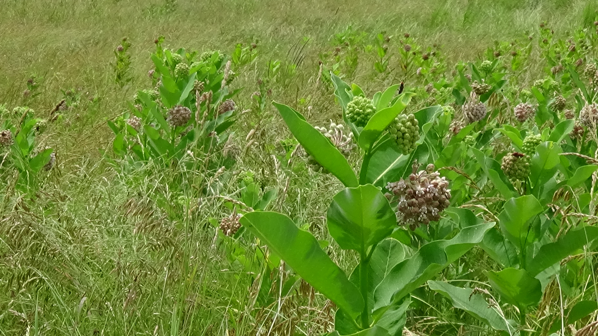 Milkweed in a field
