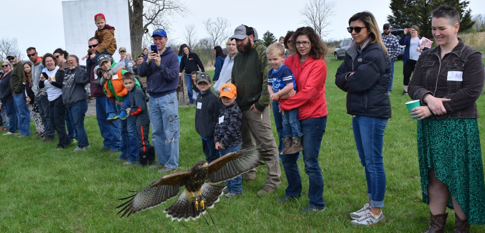 Hawk flying through crowd