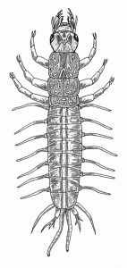 Fishfly larva Fishfly larva