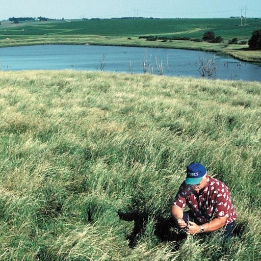 Conservation Reserve Program land in Iowa