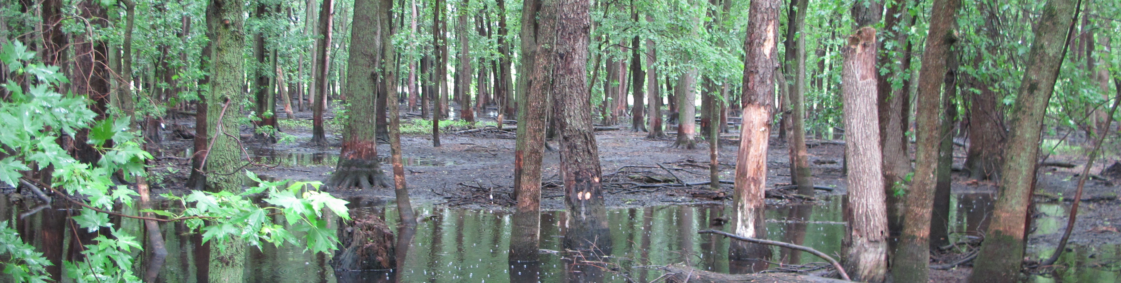 Kankakee River Grand Marsh