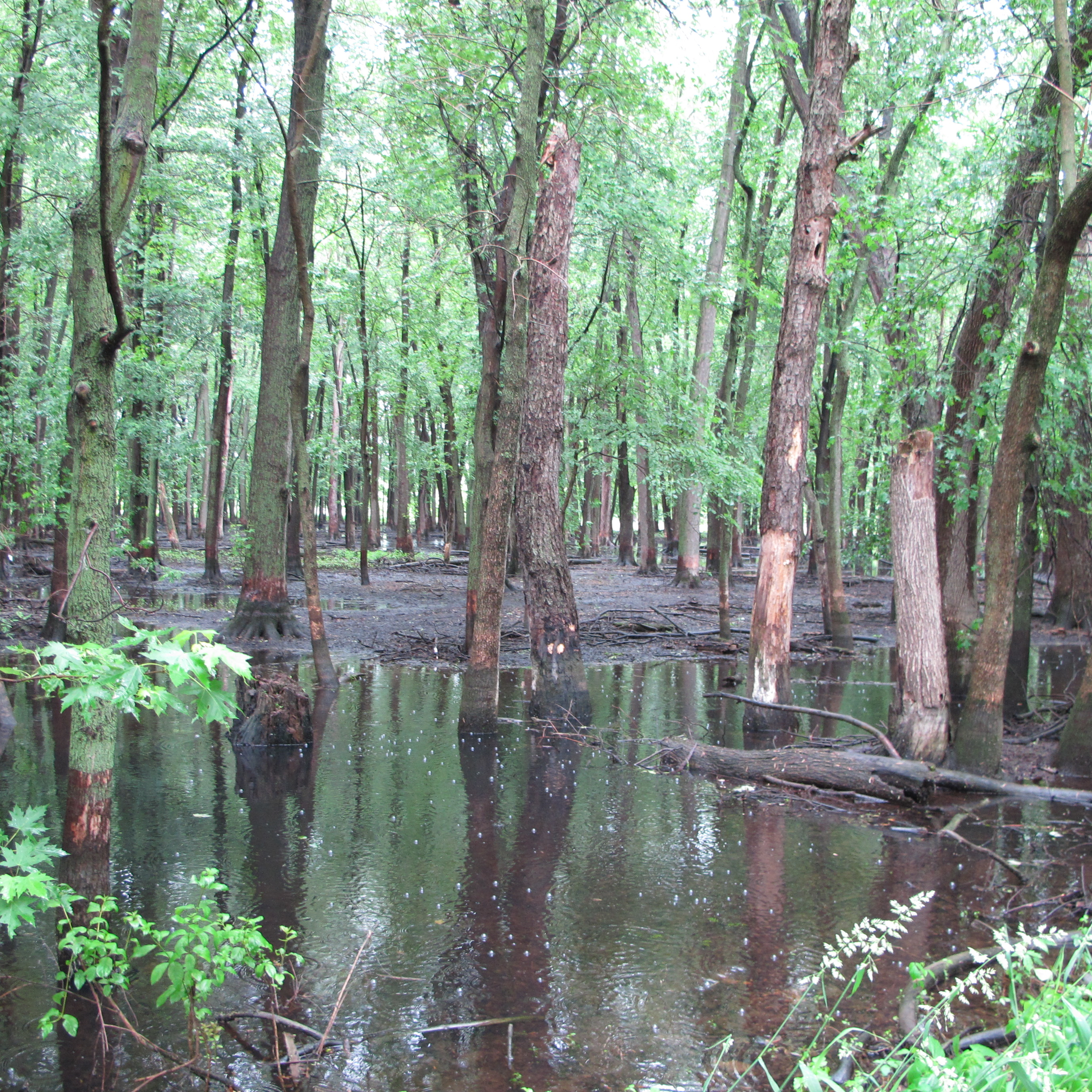 Kankakee River Grand Marsh