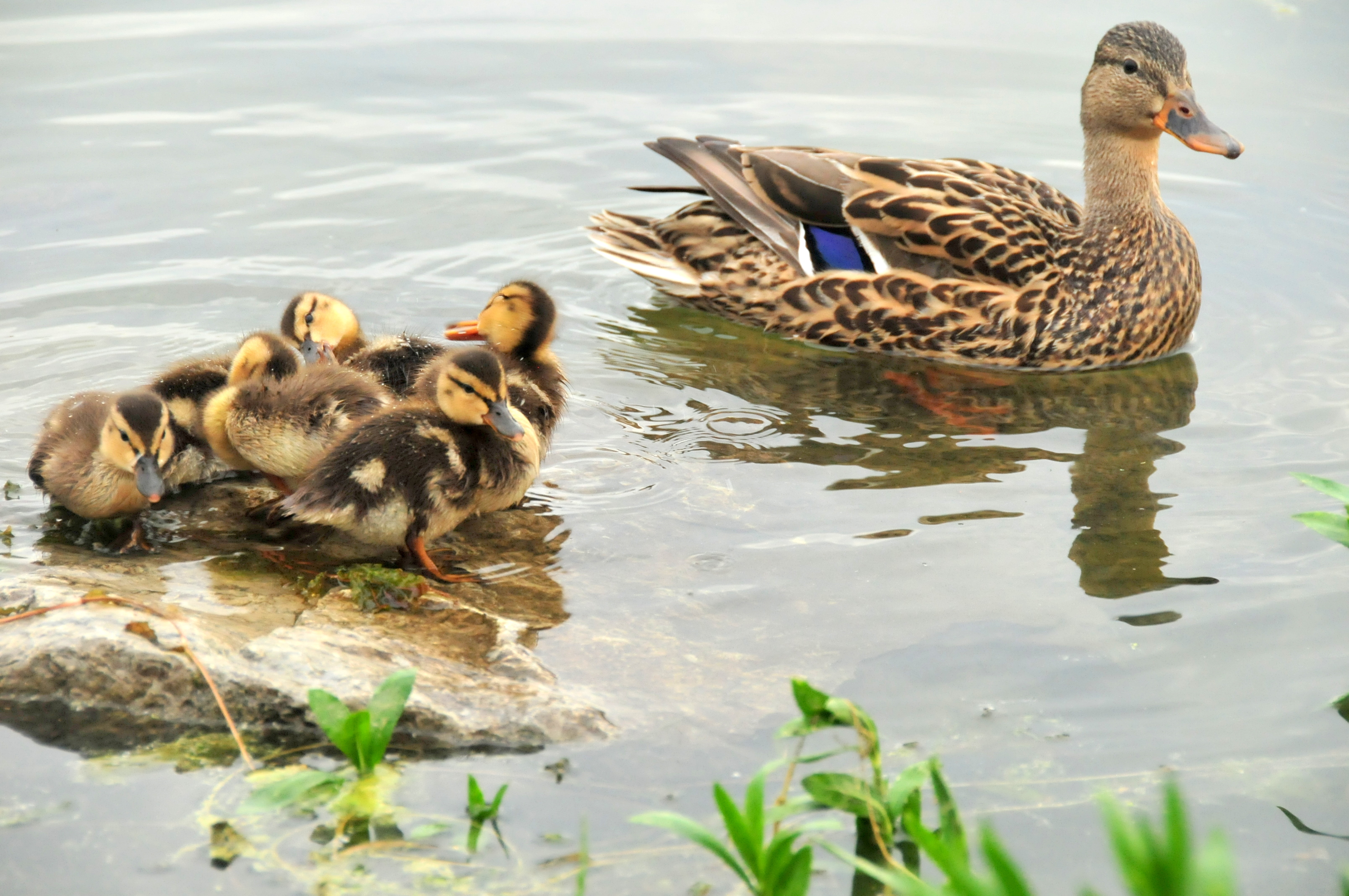 Mallard Hen and Brood_credit Tom Koerner USFWS