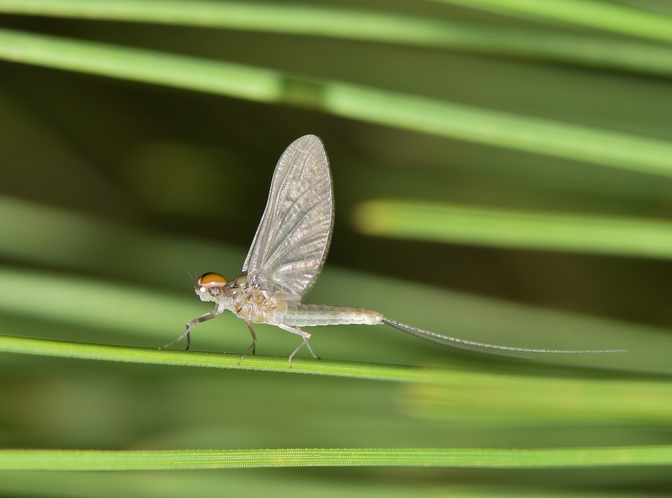 Mayfly