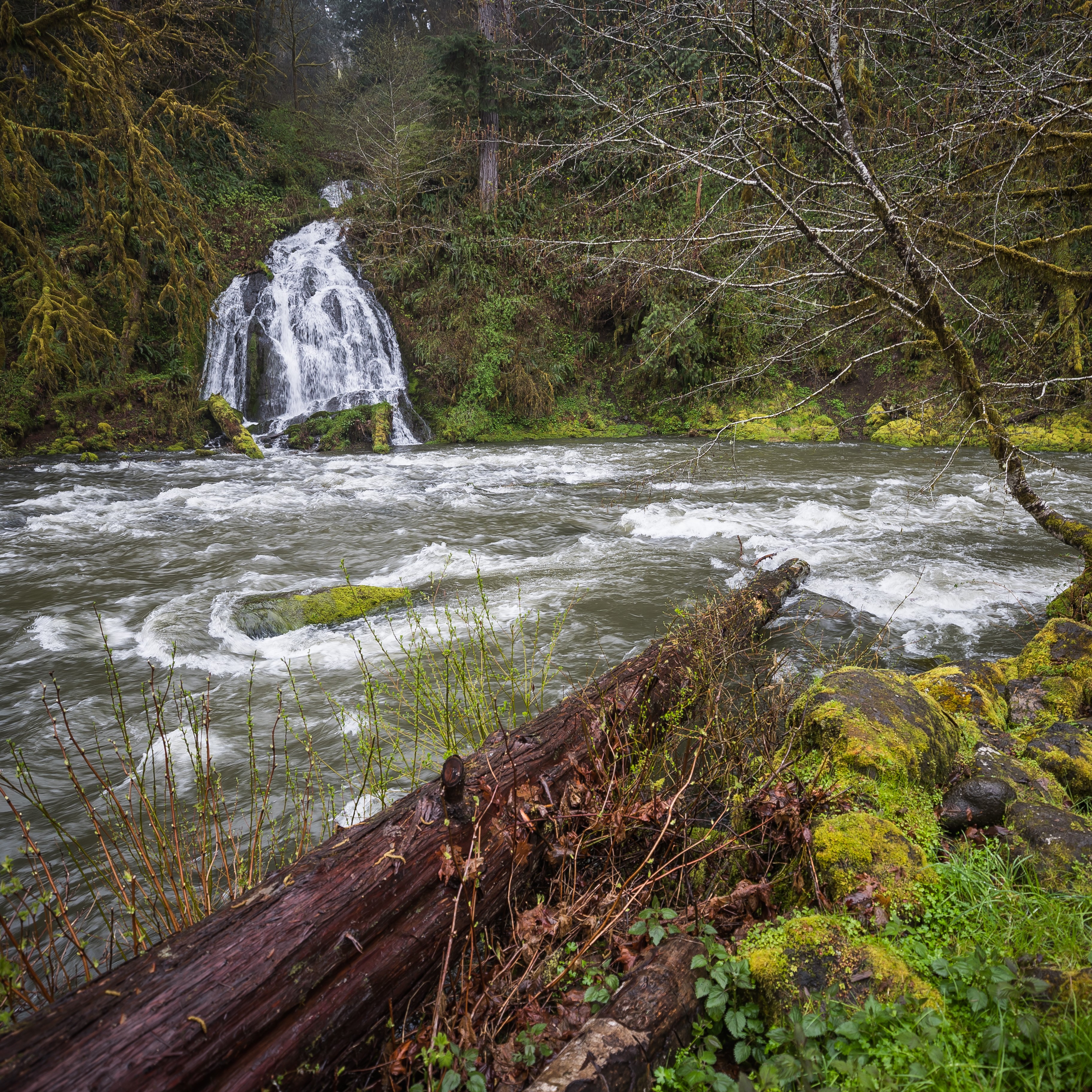 Nestucca River - credit Greg Shine, BLM