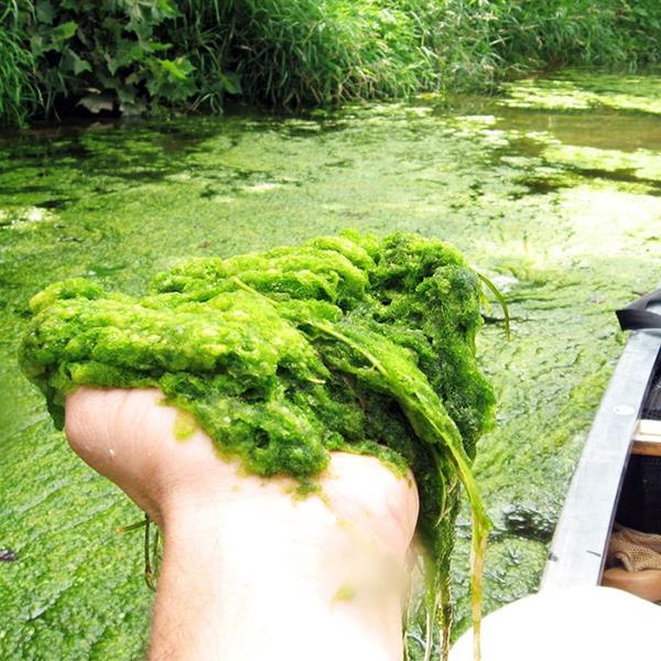 Handful of algae