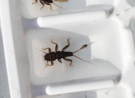 stonefly in ice cube tray