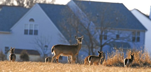 Photo courtesy of Joe Kosack, Pennsylvania Game Commission