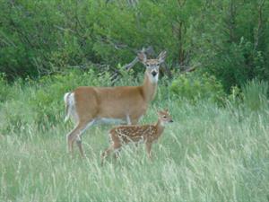 White Tailed Doe and Fawn_credit USFWS