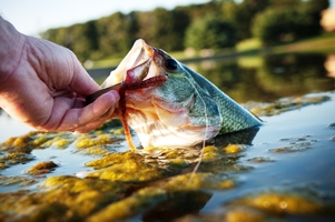 Fish on Hook_iStock