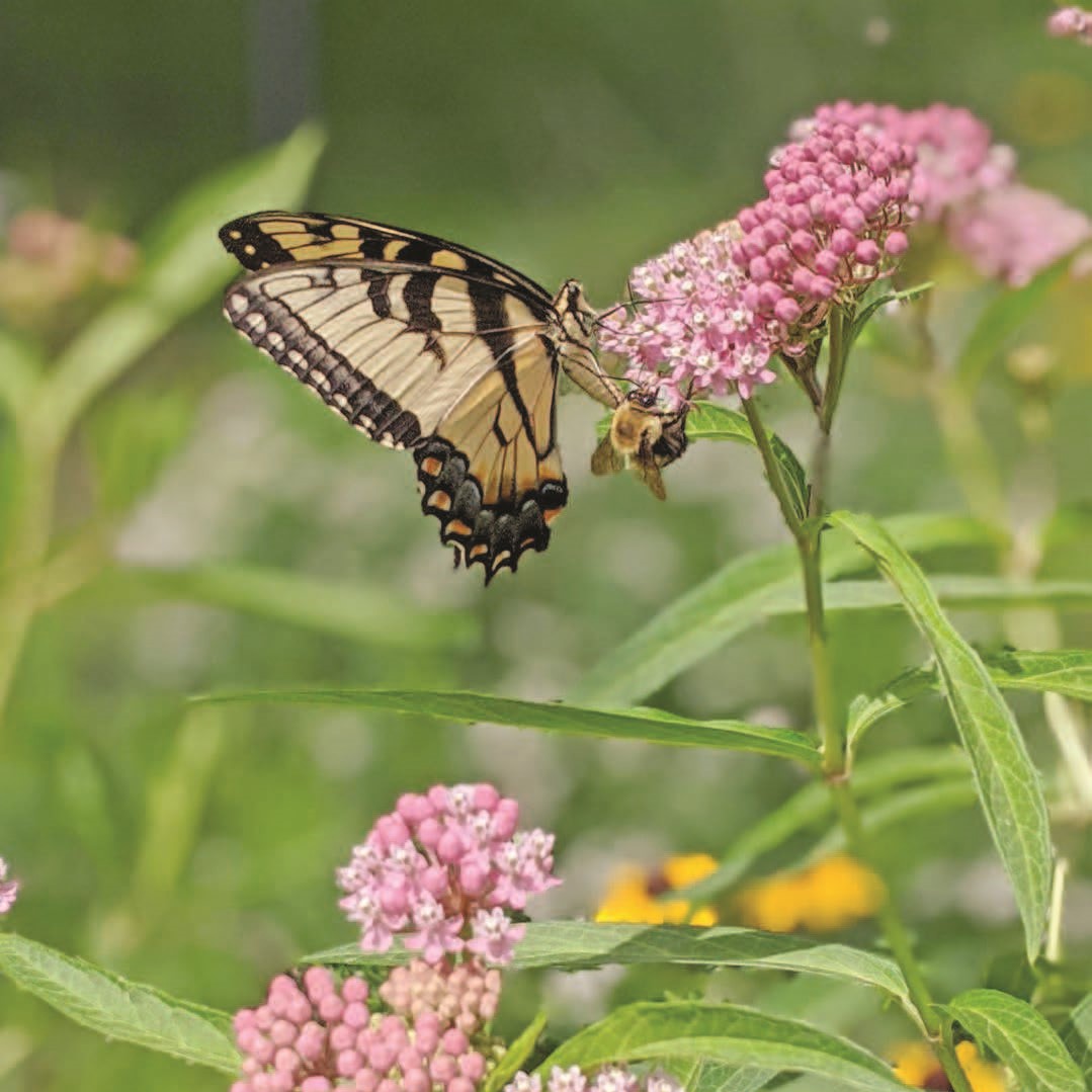 Pollinators on milkweed - credit Benjamin Vogt