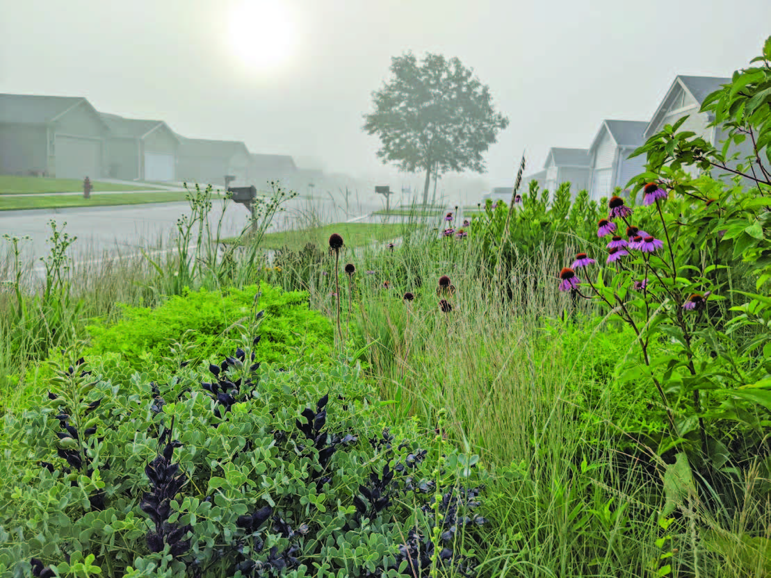 A pocket meadow in a Midwest suburb - credit Benjamin Vogt